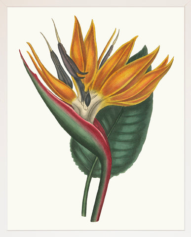 Bird of Paradise, Waterlily, Blue Iris, and Blue Lily - Large P0098-06120