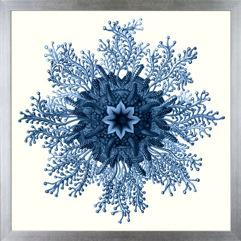 Art Forms in Color P0232-05703