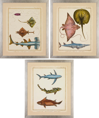 Antique Rays & Fish P0304-05743