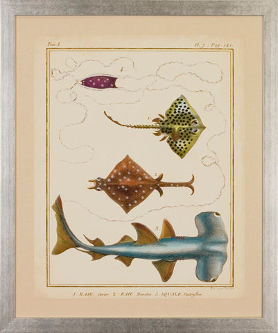 Antique Rays & Fish P0304-05743