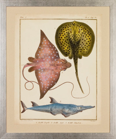 Antique Rays & Fish P0304-05743