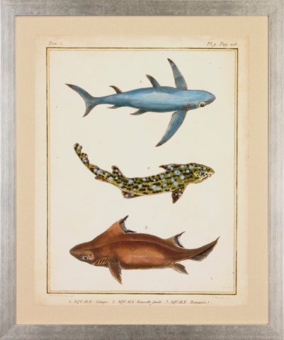 Antique Rays & Fish P0304-05743