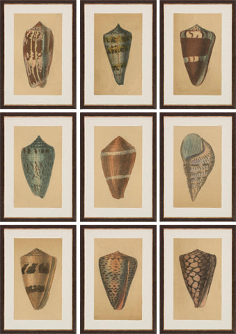Antique Shell Studies P0500-05773