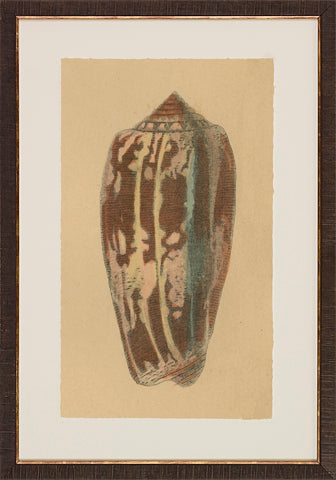 Antique Shell Studies P0500-05773