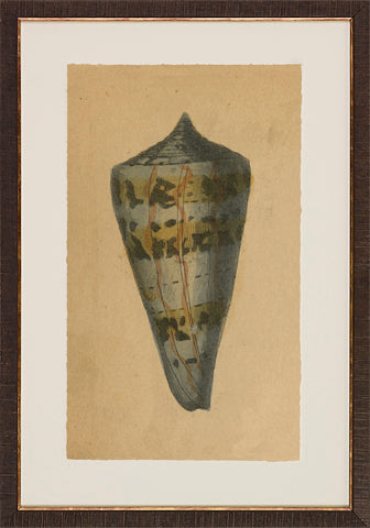 Antique Shell Studies P0500-05773