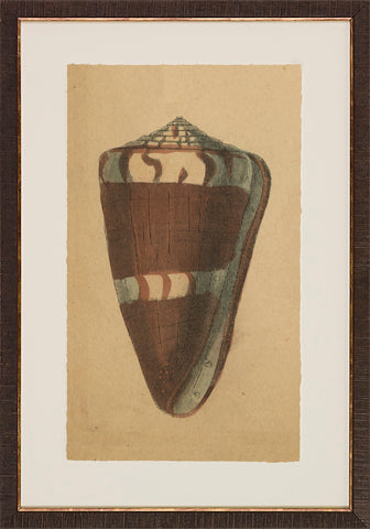 Antique Shell Studies P0500-05773