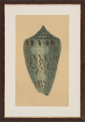 Antique Shell Studies P0500-05773