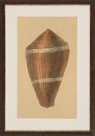 Antique Shell Studies P0500-05773