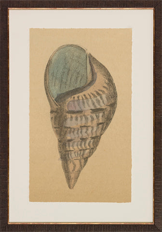 Antique Shell Studies P0500-05773