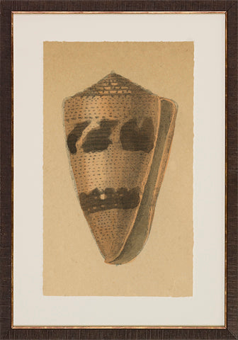 Antique Shell Studies P0500-05773