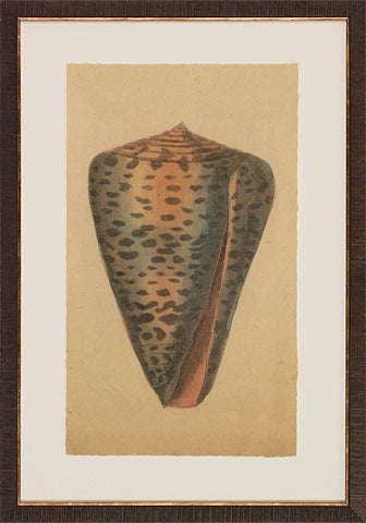 Antique Shell Studies P0500-05773