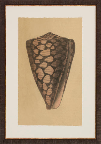 Antique Shell Studies P0500-05773