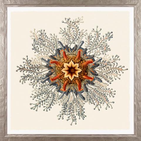 Art Forms in Nature P0518-06033